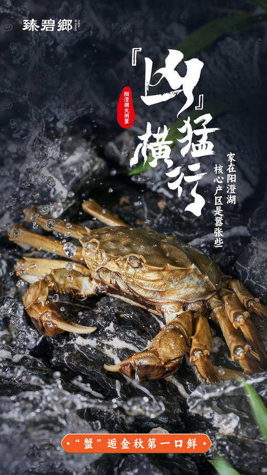 阳澄湖大闸蟹(蟹卡) | 生态养殖 | 膏满肉鲜*Yangcheng Lake hairy crab 商品图9