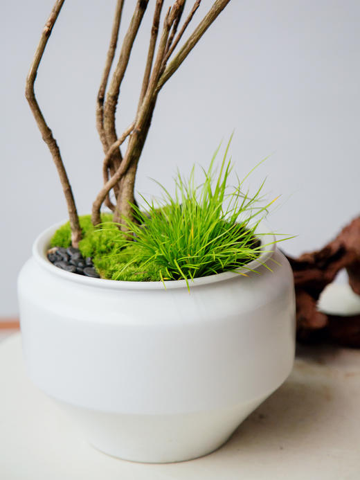 南天竹 商品图1