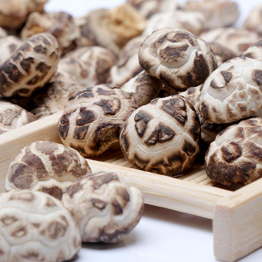 【企业】万圣 珍珠菇 商品图3