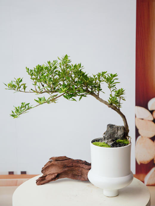 造型提根栀子花 商品图3