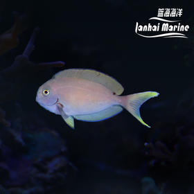 汤臣吊