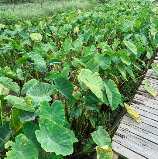 生态芋艿（500克） 商品图2