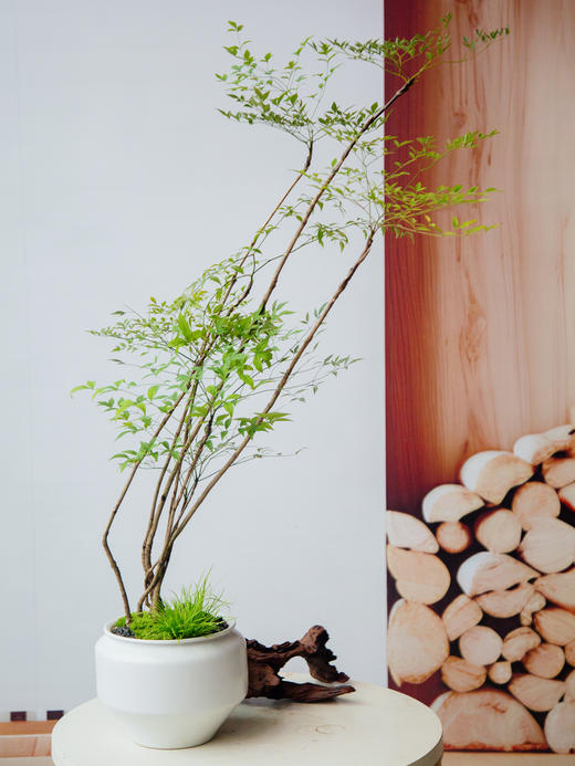 南天竹 商品图0