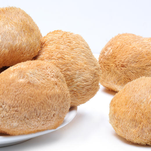 【企业】万圣 猴头菇 商品图5