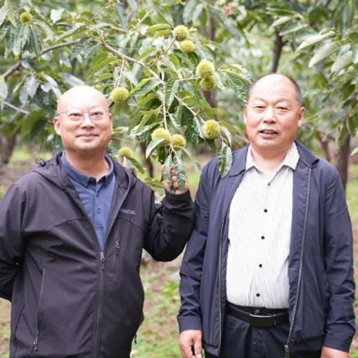 迁西杨家峪鲜板栗 咬开嘎嘣脆 又鲜又甜又细腻 商品图2