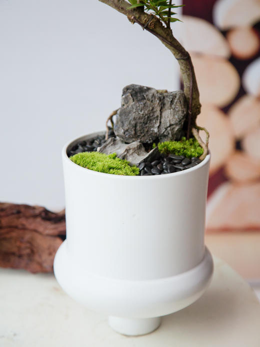 造型提根栀子花 商品图4