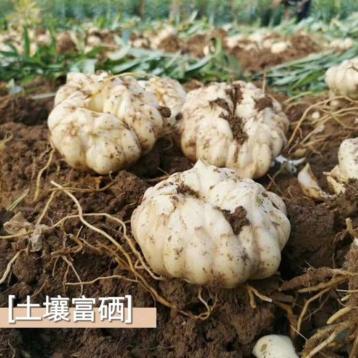 【正宗龙牙百合干】精选 2025 当季隆回鲜龙牙百合制作，无硫熏不漂白，呈现自然本色。3斤鲜百合出1斤百合干‼瓣大如硬币！！ 商品图2