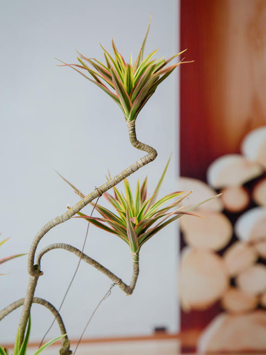 千年木 商品图2