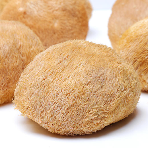 【企业】万圣 猴头菇 商品图4