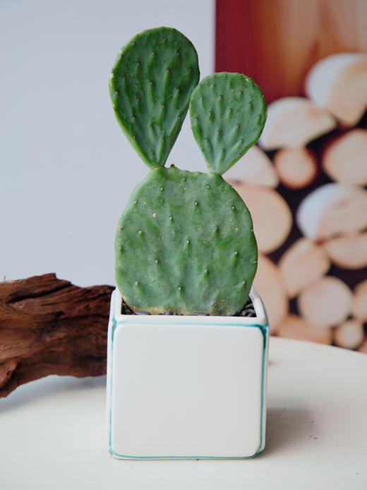 仙人境 商品图0