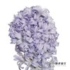 荷兰花材 | 风信子浅蓝色Sky Jacket 商品缩略图3