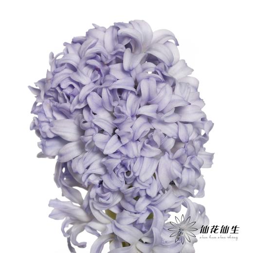 荷兰花材 | 风信子浅蓝色Sky Jacket 商品图3