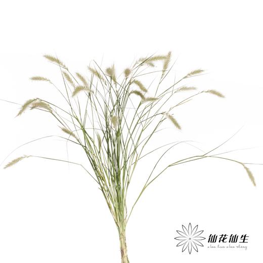 配花 | 水晶兔尾 （干花） 商品图0