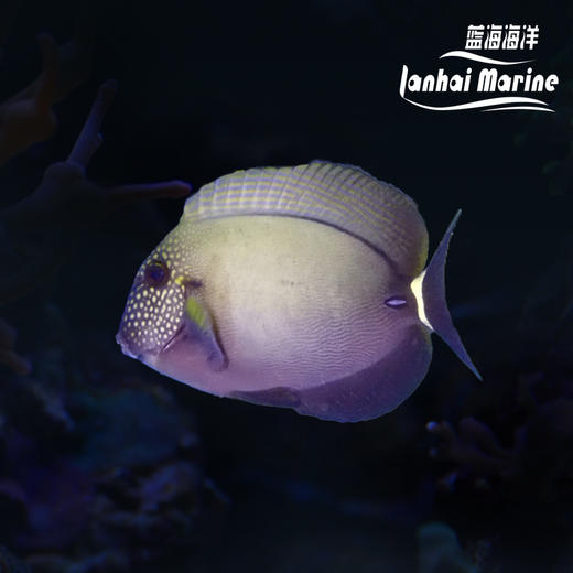 花面波纹吊 商品图1