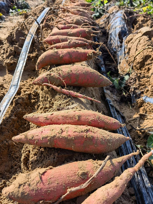 【多妈团购超火爆的冰糖白玉蜜薯】巨甜巨好吃~薯界“白雪公主”！奶白肉质，细腻、香甜🍯无丝它全部做到了!辅食代餐皆可 商品图6