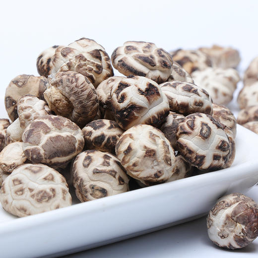 【企业】万圣 珍珠菇 商品图5