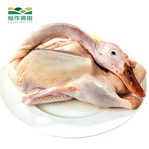 无抗生态辣木麻鸭 商品图0