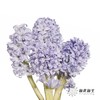 荷兰花材 | 风信子浅蓝色Sky Jacket 商品缩略图7