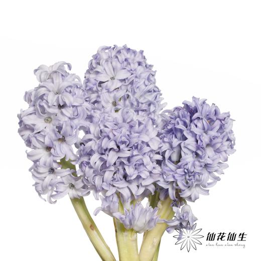 荷兰花材 | 风信子浅蓝色Sky Jacket 商品图7