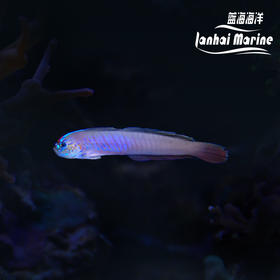 蓝剃刀虾虎