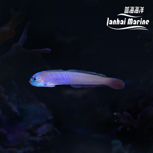 蓝剃刀虾虎 商品图0