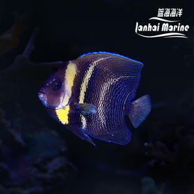 哥迪仙