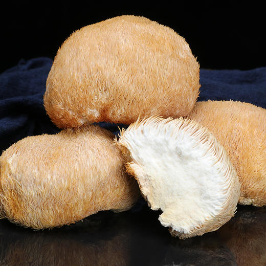 【企业】万圣 猴头菇 商品图0