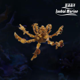 蜘蛛蟹/伪装蟹