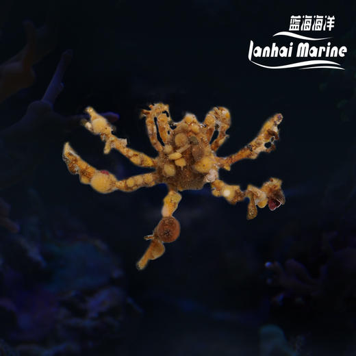 蜘蛛蟹/伪装蟹 商品图0