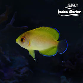 人工混种柠檬批