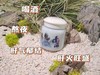 少阳薏甘膏（疏肝解郁，泄肝火） 商品缩略图3