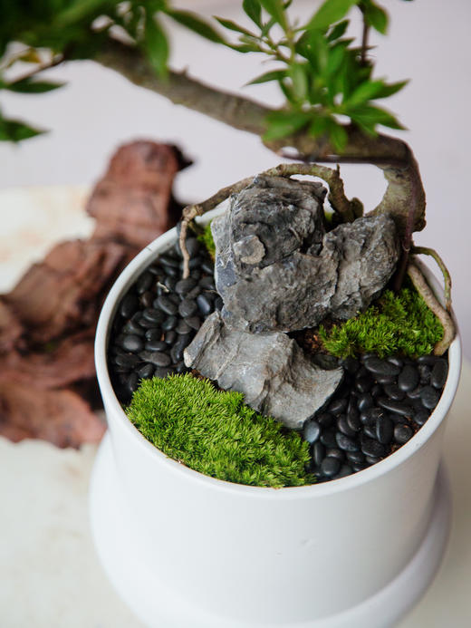 造型提根栀子花 商品图5