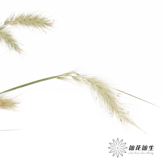 配花 | 水晶兔尾 （干花） 商品图5