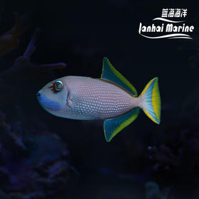 蓝面炮弹 公/母/幼鱼