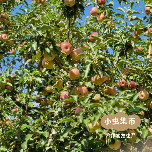 沙漠有机苹果 | 合作农友生产，产自内蒙古赤峰，生产者：倪铁军 *【公平贸易农人定价】 商品图7