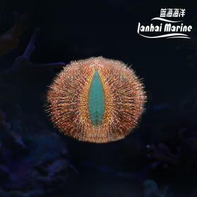 蓝礼服海胆-红毛