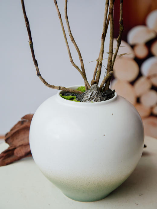 南天竹 商品图1