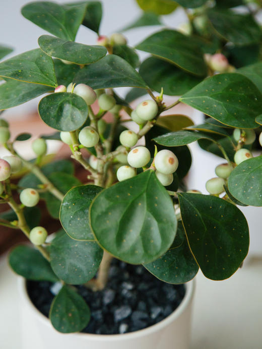 菩提果 商品图1