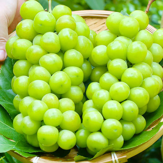 新疆阳光玫瑰葡萄4斤 脆甜爽口 老少皆宜 商品图0