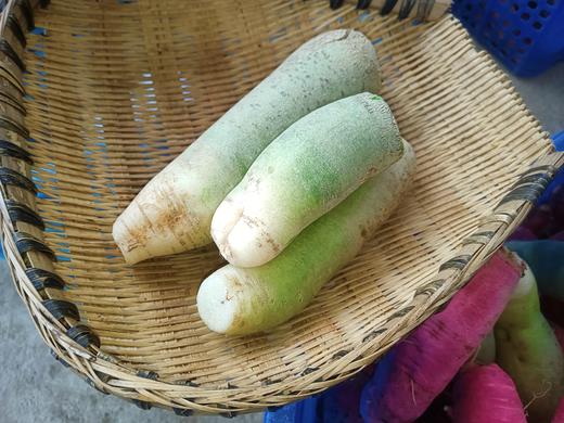 大青萝卜500克 商品图3