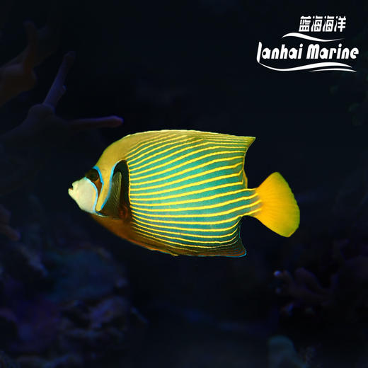 马代皇后-半直 商品图0