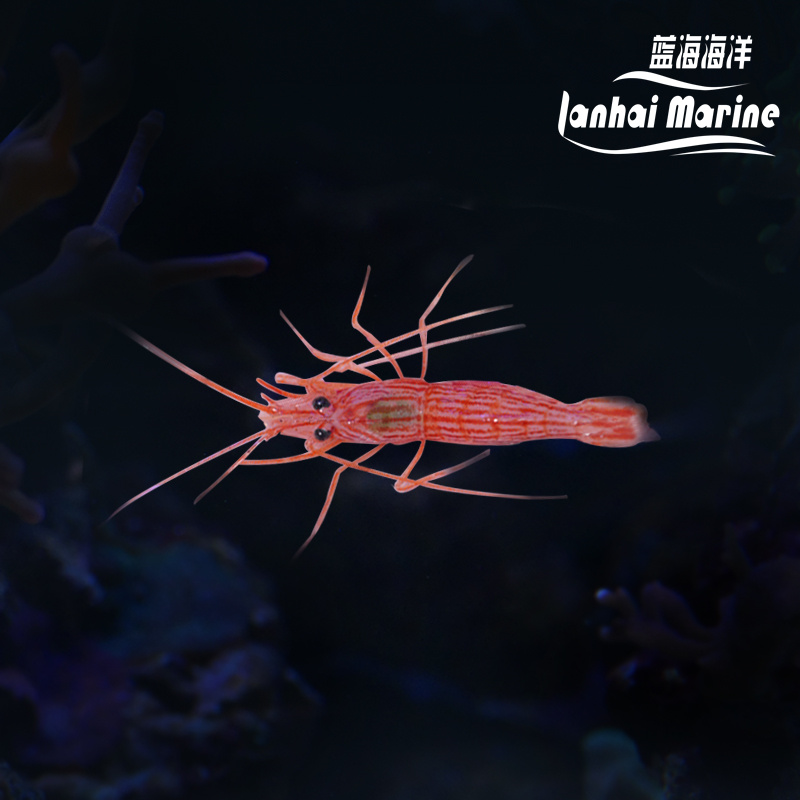 国产薄荷虾（除垃圾葵）