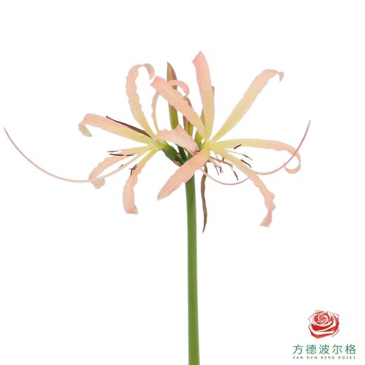 彼岸花-粉色 10枝/扎 商品图0