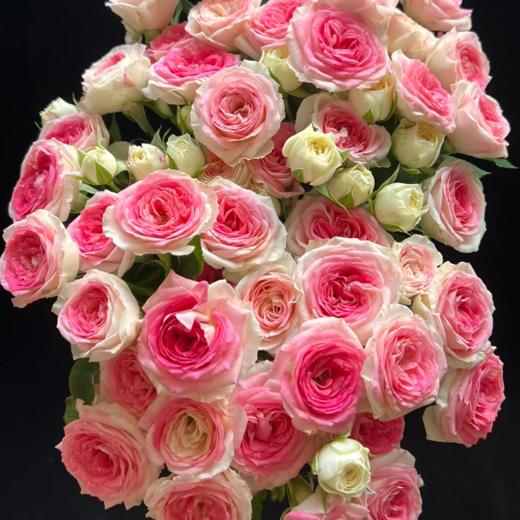 多头午夜魔法丨A级花材 10支【超稀有多头玫瑰】 商品图0