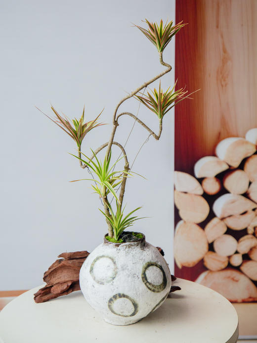 千年木 商品图0