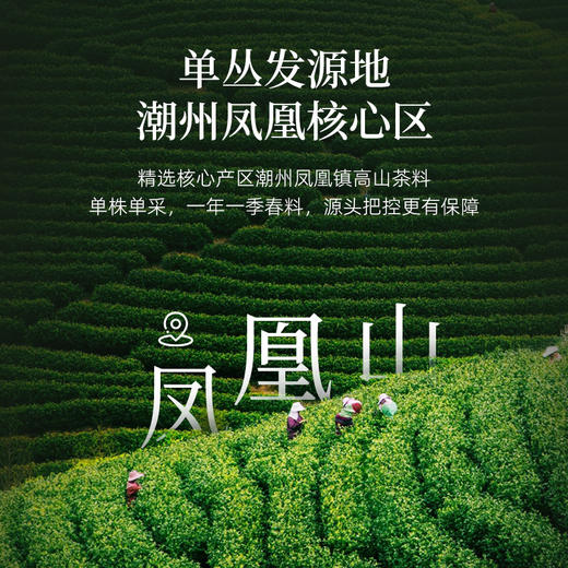 华祥苑-250g迎宾庄园茶凤凰单丛 商品图5