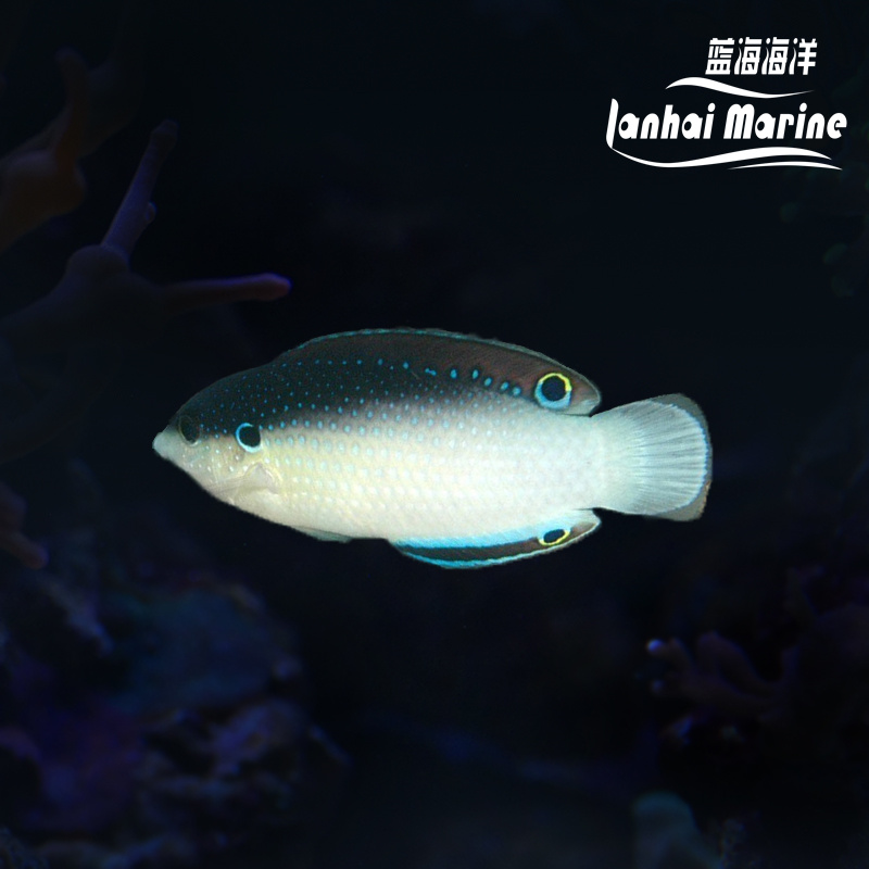 新几内亚白肚龙