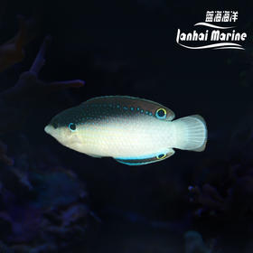 新几内亚白肚龙