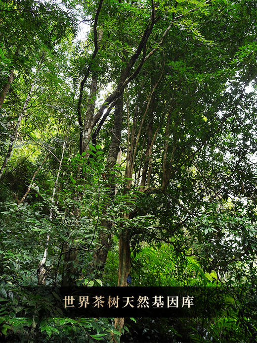 已售罄【佛茶】2024年春茶白莺山古茶园世界茶树天然基因库临沧普洱茶生茶357克/饼 拍5发6拍20发25 商品图9