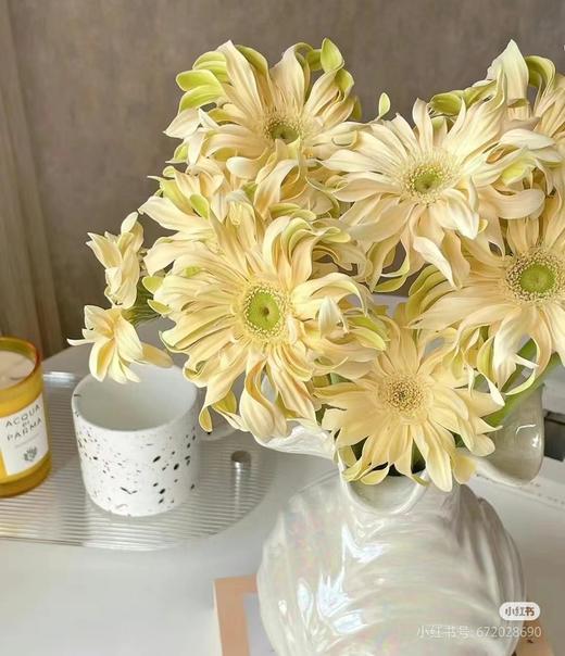 扶郎，卷边白（香格里拉）十支装 商品图1